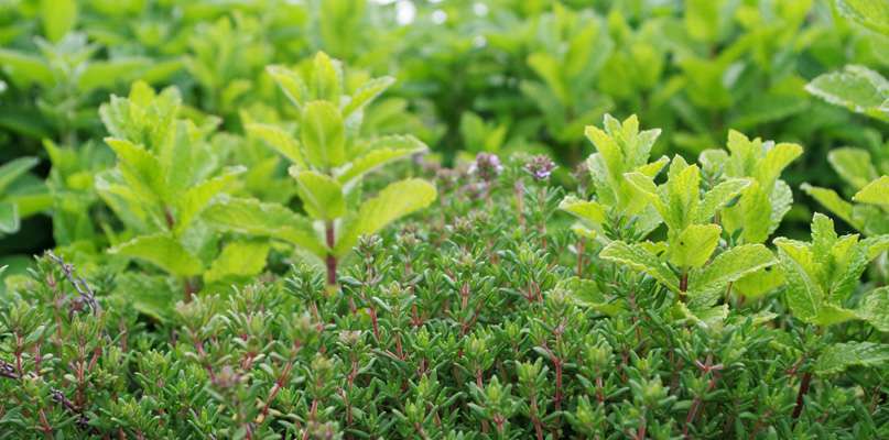 Plantes aromatiques Plantes aromatiques